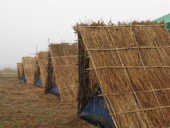 เต้นกระโจม