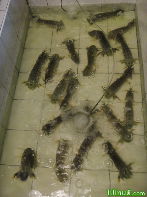 กั้งใหญ่