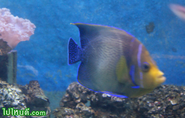 ปลาสินสมุทรโคราน