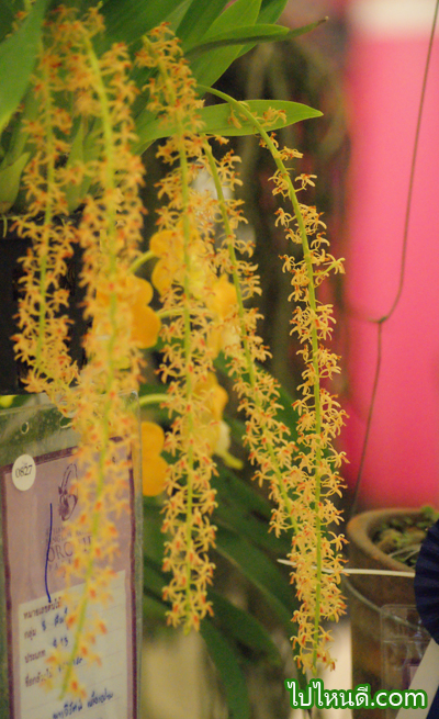 ไลพารีส