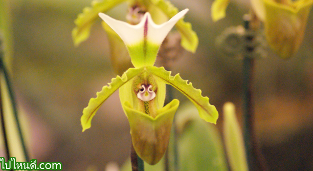 Paph. spicerianum