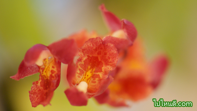 ออซิเดียม