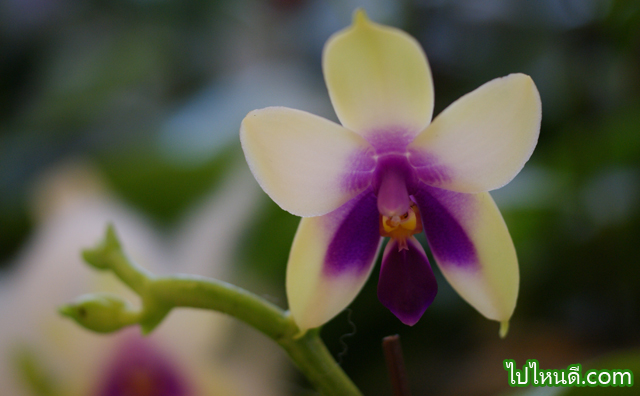 Phalapnopsis Bellina