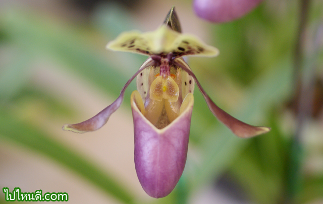 รองเท้านารี