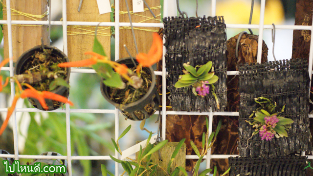 เอื้องจิ๋ว