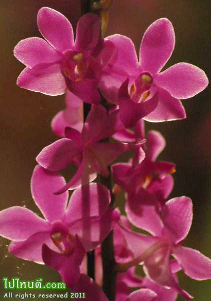 แดงอุบล+ม้าบิน