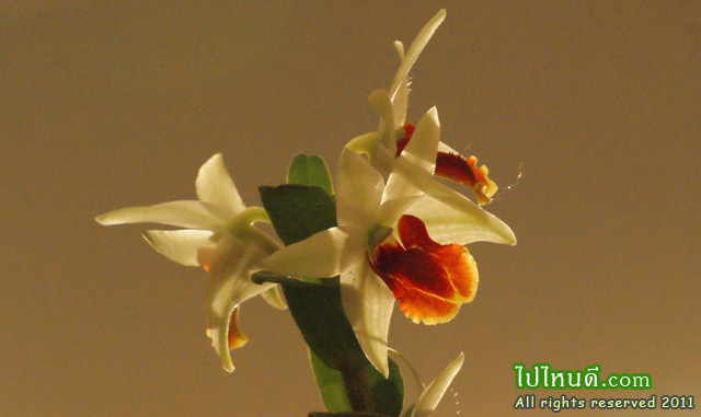 ดอนมาลี+ซูซูกิ