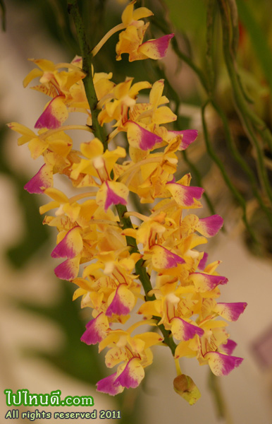 เหลืองโคราช