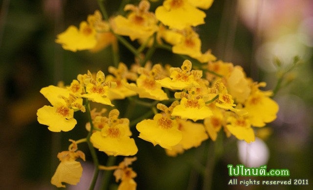 ออนซิเดี่ยม