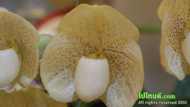 เหลืองปราจีน+ขาวสตูล