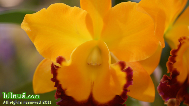 แคท ดอกกลาง แดงส้ม