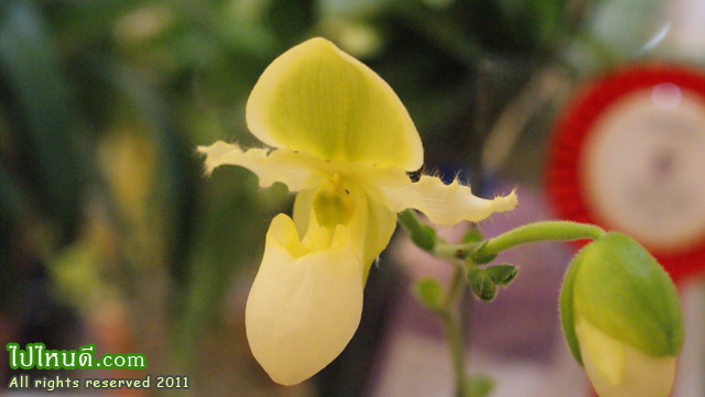 รองเท้านารี Pinky+Pineapple