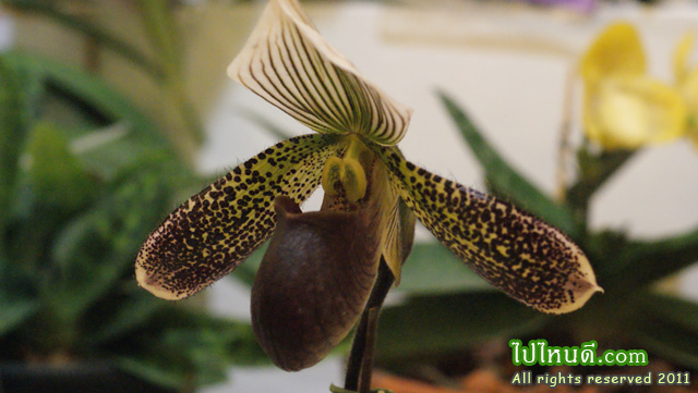รองเท้านารี, Paph Maudiae Type