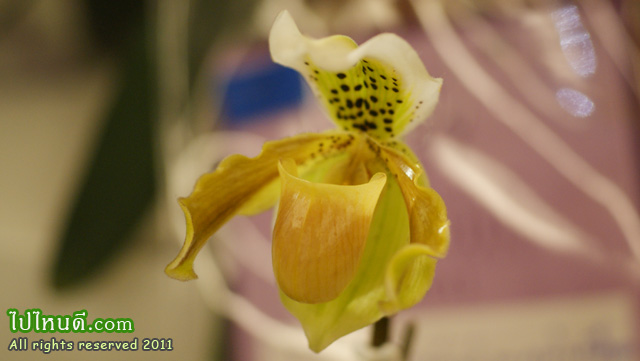 รองเท้านารี เหลืองปราจีน+เหลืองตรัง