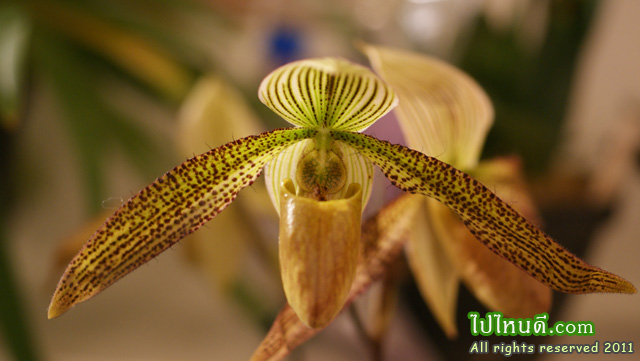 รองเท้านารี Paph. hirsutissium