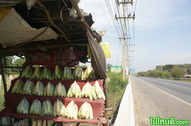 ร้านข้าวโพดหวานริมทาง