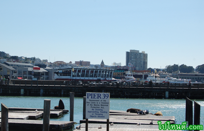 Pier39