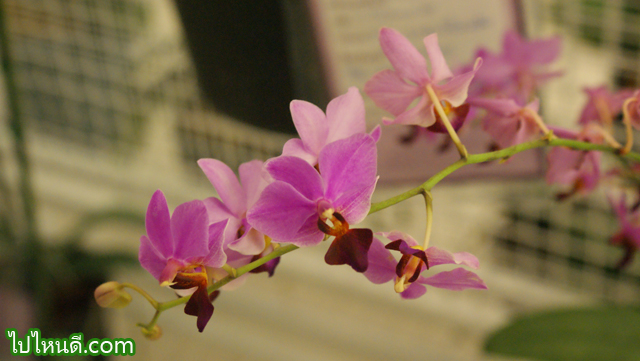 Dtps. Pyah Redita