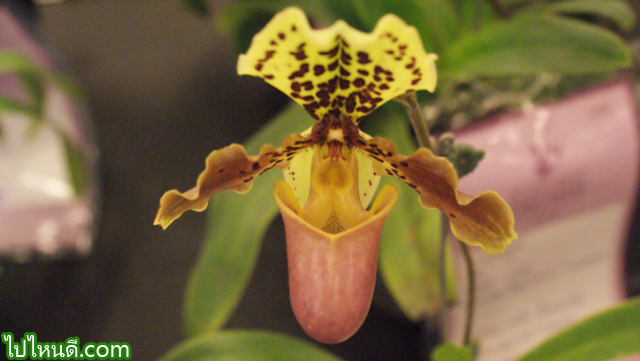 Paph. Henryannum