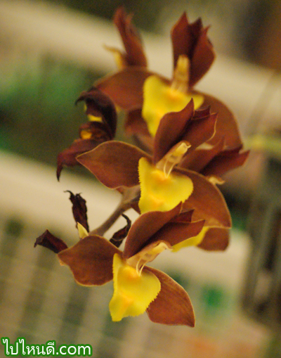 Catasatum Hybrid