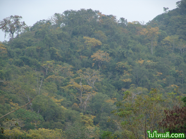 ป่าในเขาใหญ่