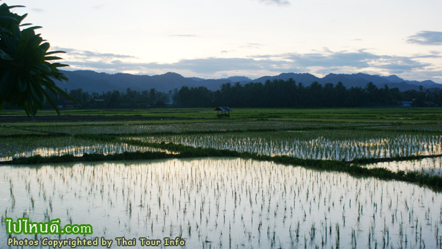 ท้องทุ่งนา