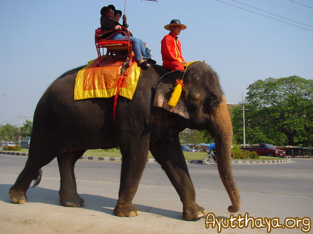 ปางช้าง (แลเพนียด)