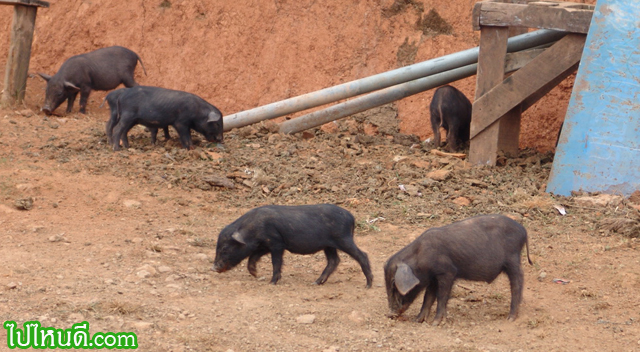 หมูป่า