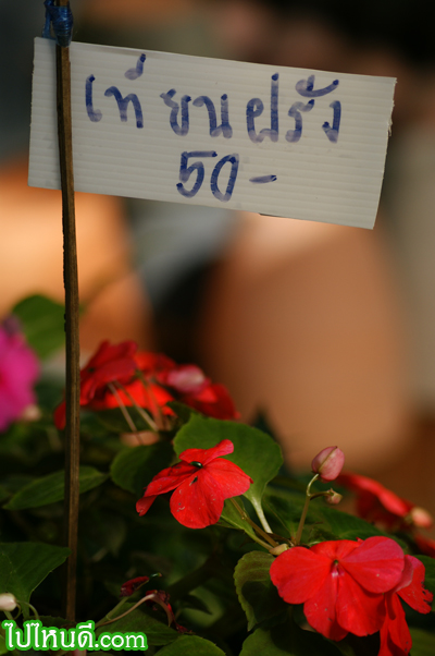 เทียนฝรั่ง