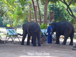 ศูนย์อนุรักษ์ช้างไทย