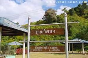ทุ่งดอกบัวตอง-ดอยแม่เหาะ