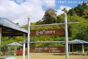 ทุ่งดอกบัวตอง-ดอยแม่เหาะ